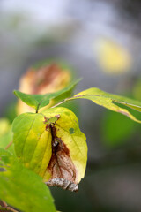 une feuille d'un arbre malade