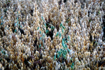 Oats field at yellow sunset 