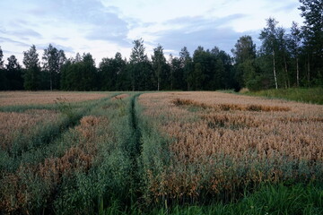 Obraz premium Oats field at yellow sunset 