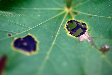 La tache goudronneuse de l'érable