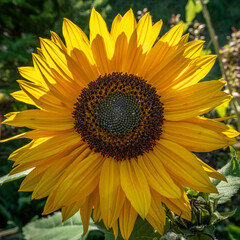 Fototapeta premium Backlit sunflower 