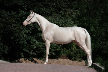 Beautiful cremello horse with a long white mane stands on natural summer background, profile side view, exterior	