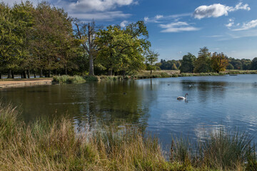 Pen Ponds with lone swan