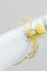 Macro de una araña cangrejo
