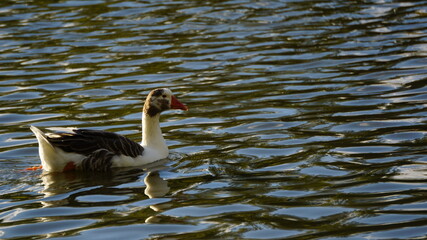 Pato blanco y gris nadando en lago al atardecer