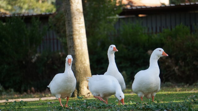 Grupo de ocas comiendo en prado