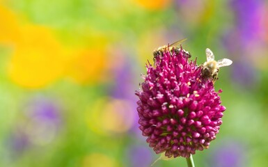 Two honey bees on purple allium flower in summer on beautiful colourful background in the garden