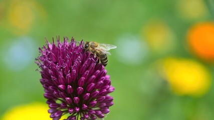 Eine Biene im Sommer an der Blüte einer lila Allium, Honigbiene