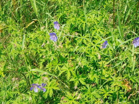 Group of Geranium pratense Wiesenstorchschnabel