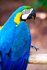 Portrait of a macaw in close-up. A bright blue macaw with yellow and green feathers sits on a branch. Beautiful bright exotic bird of blue color. Tame macaw bird. Profile of a large bird. Talking bird