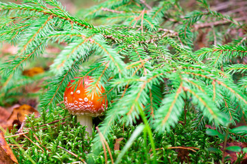 Naklejka na ściany i meble Red fly agaric or amanita mushroom with white dots growing in autumn forest on moss under spruce branches