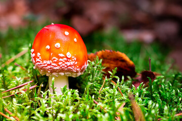 Red fly agaric mushroom with white dots in autumn forest on moss