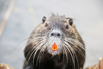 Nutria (myocastor coypus) in a Park, Germany