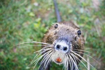 Nutria (myocastor coypus) in a Park, Germany