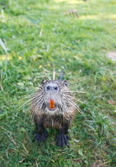 Nutria (myocastor coypus) in a Park, Germany