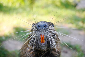 Nutria (myocastor coypus) in a Park, Germany