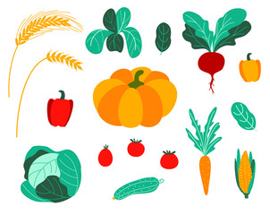 Pumpkin and cabbage, tomato and carrot, food and cucumber, leaf and cabbage, beetroot and salad, corn and pepper isolated clip art. Vector illustration of vegetables for cutting software. Simple flat 