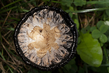 Old cap of shaggy ink cap in the morning dew , wild mushroom. Coprinus comatus,  lawyer's wig, or shaggy mane. Top view.