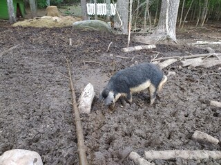 Pig At The Zoo