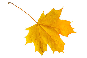 Autumn maple leaf isolated on white. Ready for clipping path.