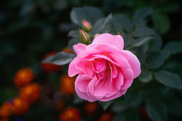 Pink rose blossom on a dark background
