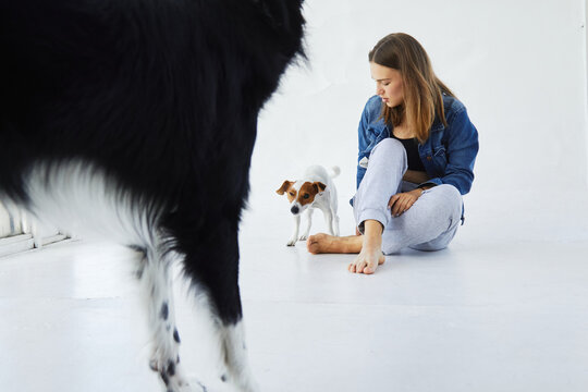 Two dogs and a woman in a room. Owner is looking at her pet, jack russell terrier. The dog is shaking and looking weird and uncomfortable.