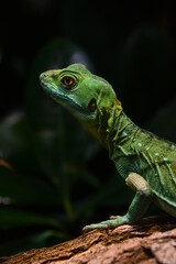 Close up portrait of green lizard