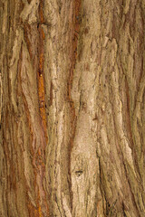 Bark of Western Red Cedar (Thuja plicata)