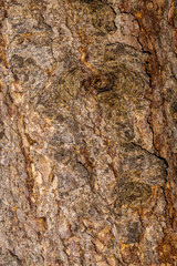 Bark of Western Larch (Larix occidentalis)