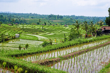 Rice terraces field Indonesia panorama. Young rice in the foreground