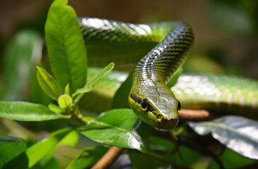 Red tailed green ratsnake in tree leaves