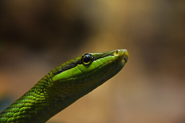 Red tailed green ratsnake in tree leaves