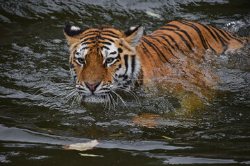 Siberian Amur tiger swimming in water