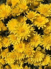 yellow chrysanthemum flowers
