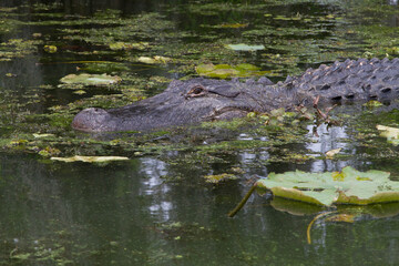 Naklejka premium Alligator looking for dinner!