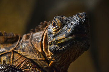 Close up profile portrait of black iguana