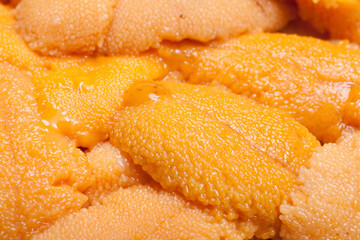 生うにのアップ