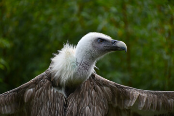 Close up profile portrait of griffon vulture
