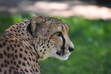 Close up profile portrait of cheetah