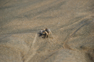 small live crab in wild. sand at low tide and a small crab looking for food
