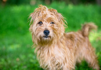 A scruffy brown Terrier mixed breed dog standing outdoors and looking at the camera