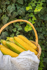 Fresh corn on cob in wicker basket. Untreated corn cobs. Fresh corn vegetable in basket. Harvested corn in wicker basket, freshly picked maize ears out in agricultural field landscape, selective