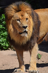 Close up portrait of lion looking up at camera