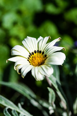 Obraz premium Daisy in the garden.