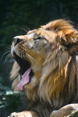 Close up portrait of African lion yawning