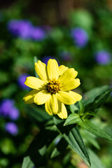 yellow flower in the garden