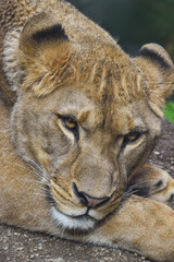 Close up portrait of female African lioness