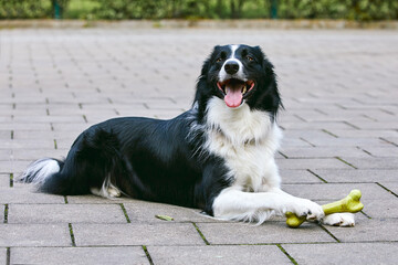 portrait d'un chien mâle de race Border Collie couché  sur un trottoir en extérieur