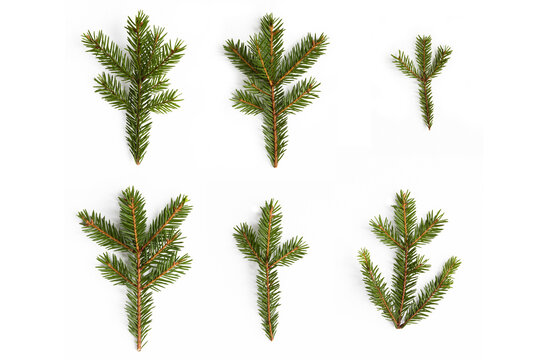 Set fir tree branches isolated on white