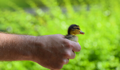 Man holding baby duckling in hand over green